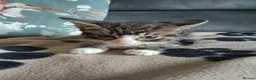 Mixed Breed cats for adoption: ❤️MARIO, LUIGI, PRINCESS PEACH & 💙DRIBBLE  - Advert 7