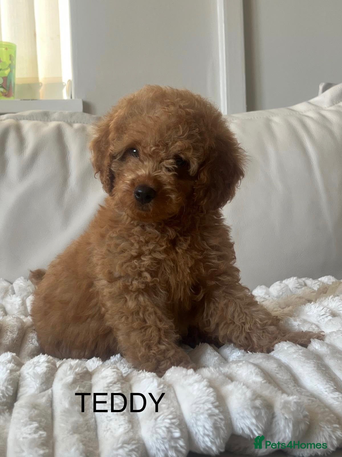 Cavapoo dogs Ready to leave Deep red curly toy Cavapoos 🐾 - Advert 1
