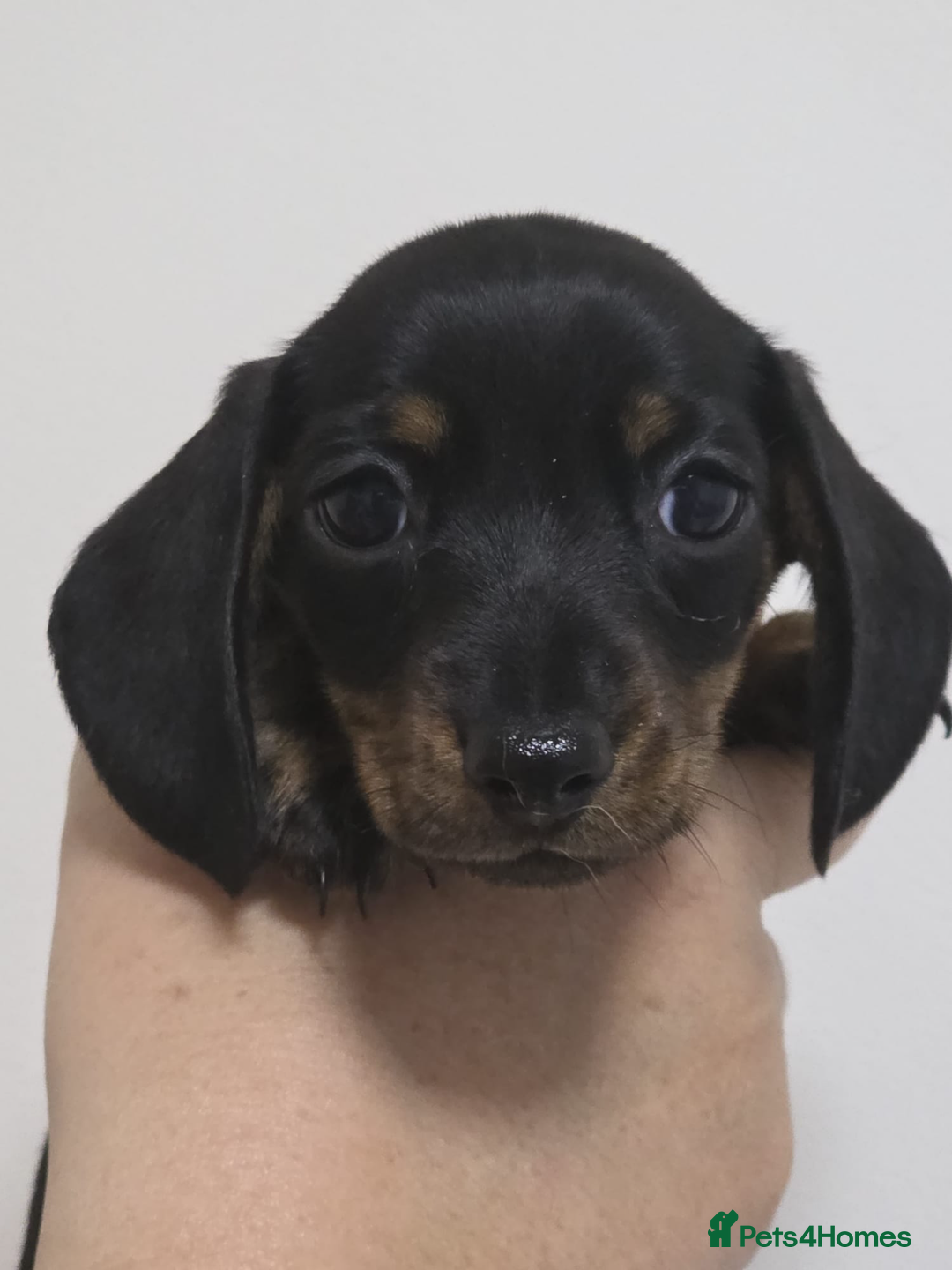 Miniature Dachshund dogs for sale: 3 Quality KC Female Mini Dachshunds  - Image 2
