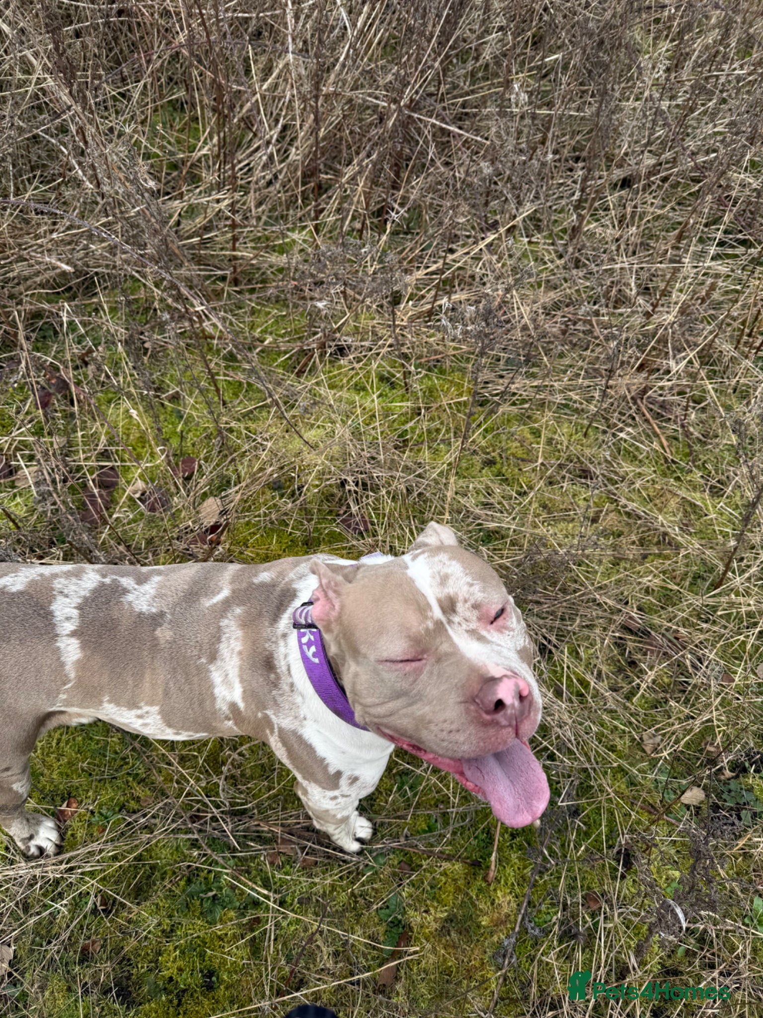 American Bully dogs Skye - American Bully.  - Advert 17