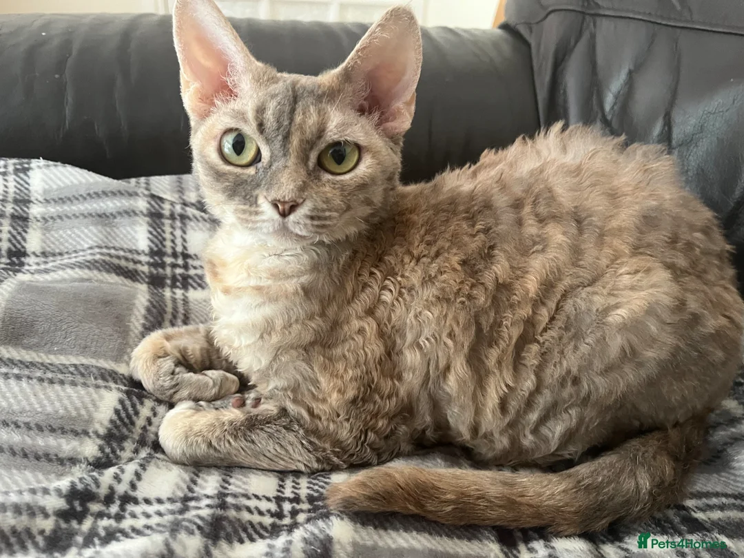 Devon Rex cats for sale: Blue Cream Tortie Devon Rex Female  - Advert 2