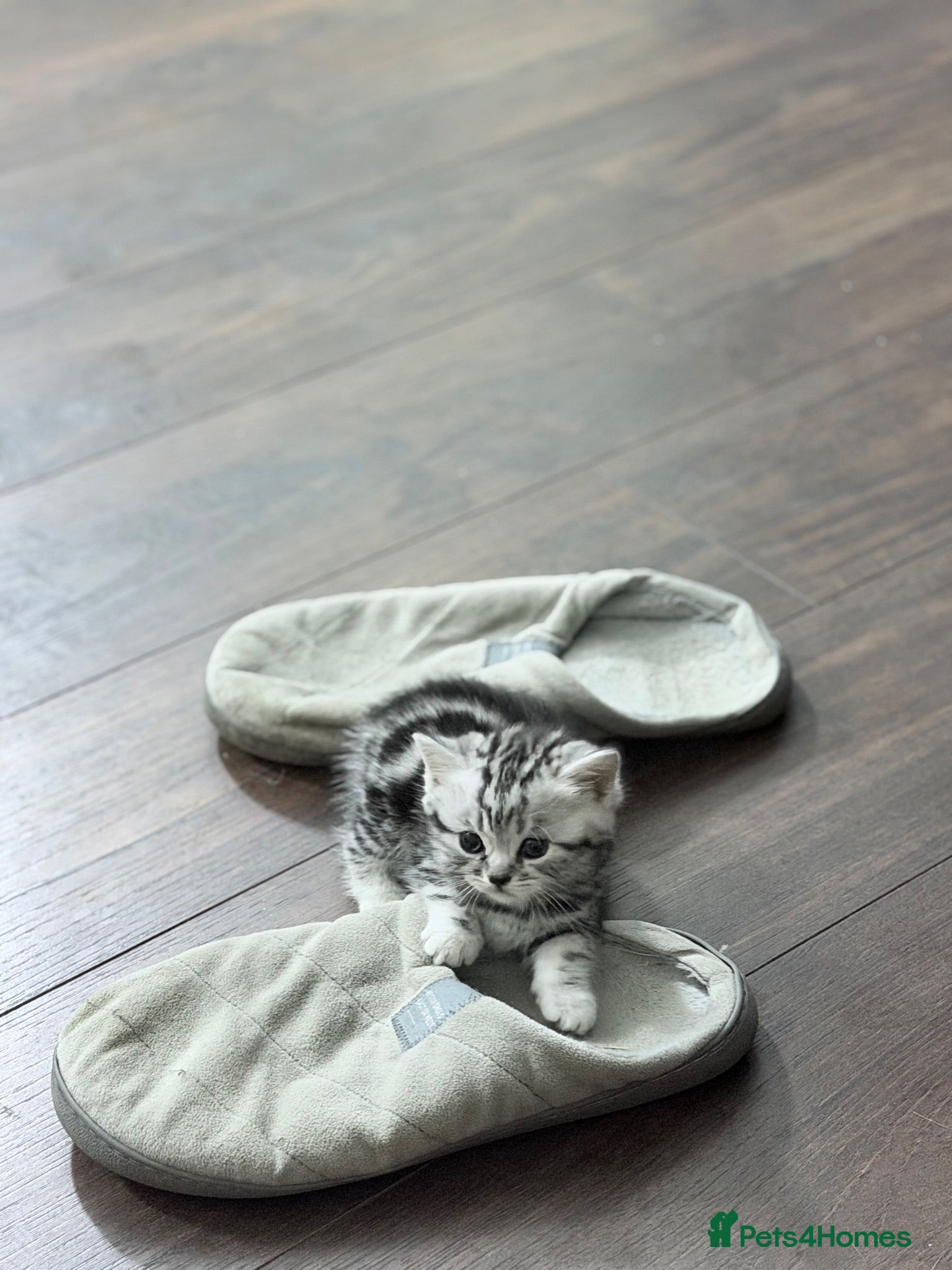 British Shorthair cats GCCF British shorthair silver tabby kittens  - Advert 2