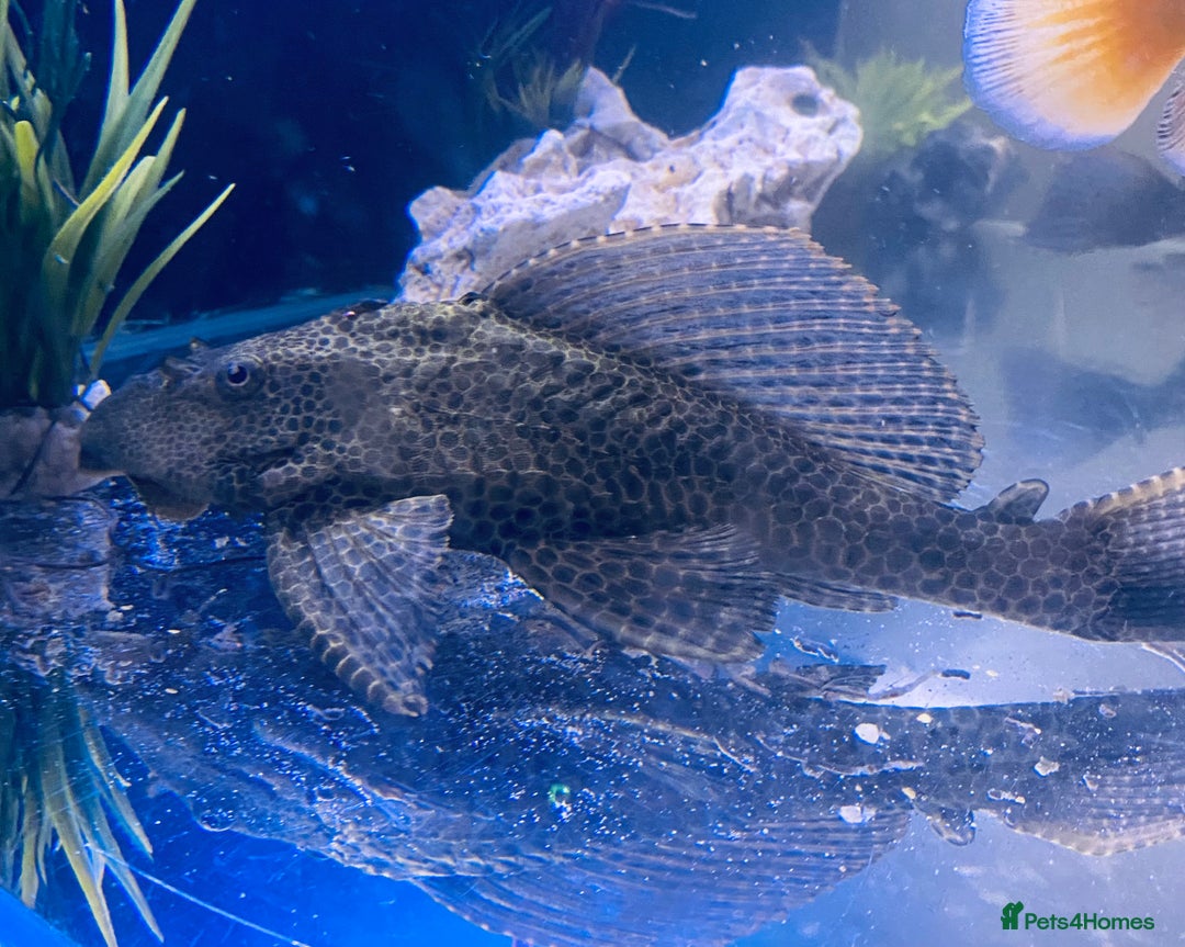 Plecos fish for sale: Pleco 12/13 inch - Image 2