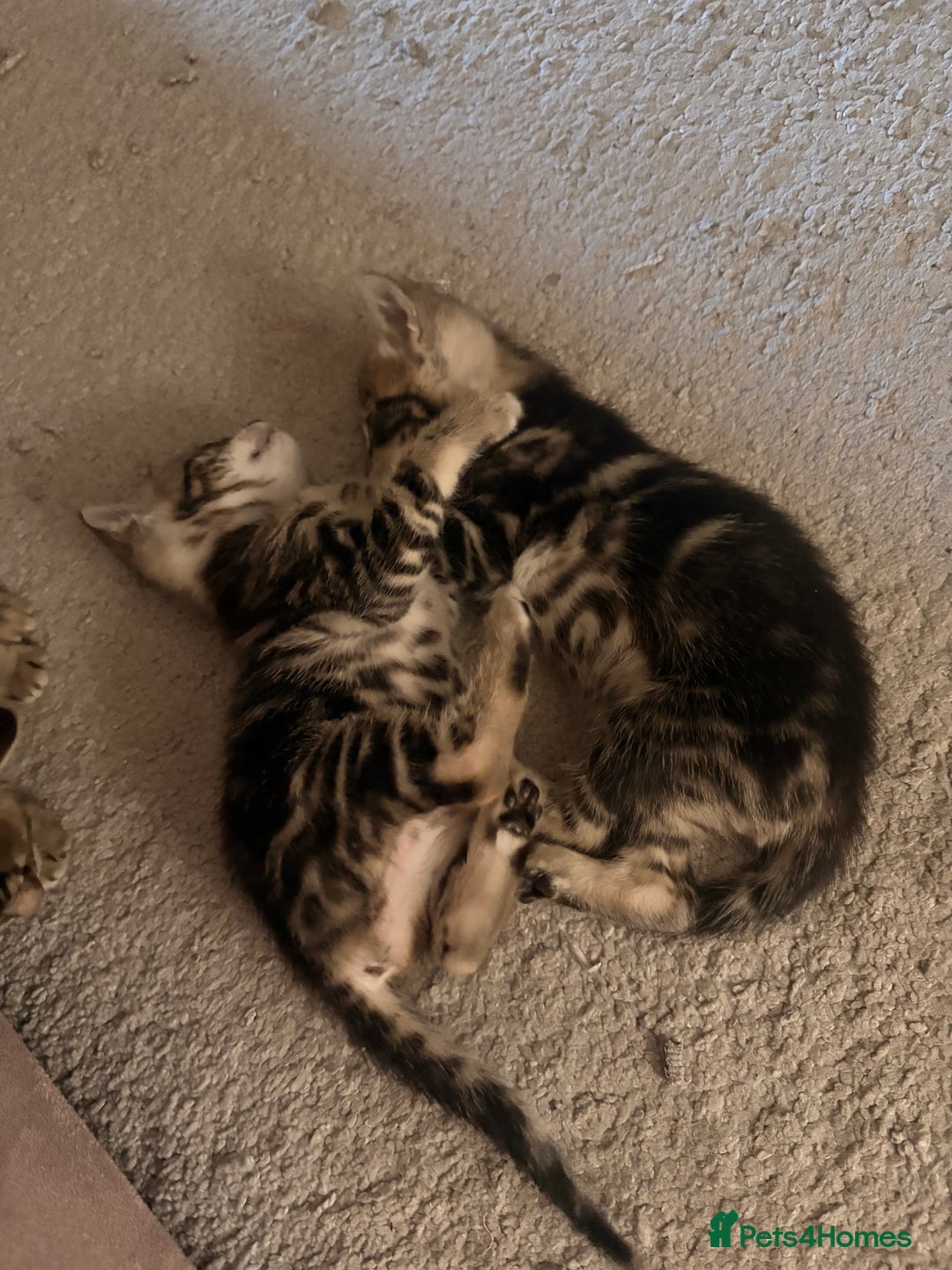 Bengal cats for sale: bengal kittens  - Advert 23