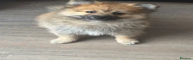 Pomeranian 1