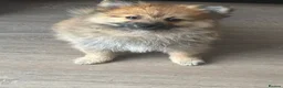 Pomeranian dogs for sale: REDUCED! 1 GIRL POMERANIAN AVAILABLE - Advert 9