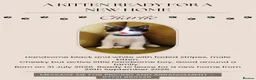 Mixed Breed cats for sale: A KITTEN READY FOR NEW FAMILY HOME.  in Swindon - Advert 8