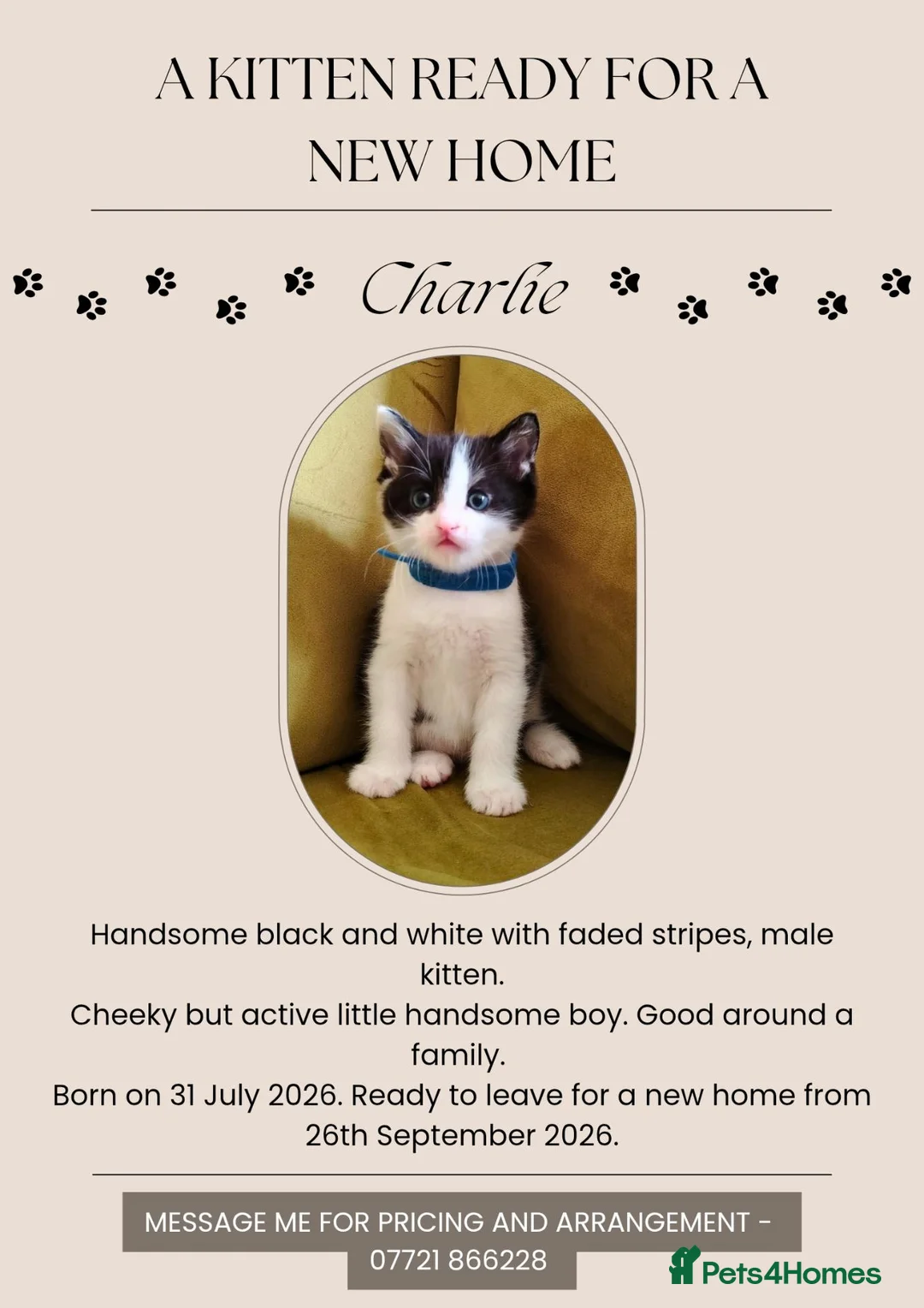 Mixed Breed cats for sale: A KITTEN READY FOR NEW FAMILY HOME.  in Swindon - Advert 8