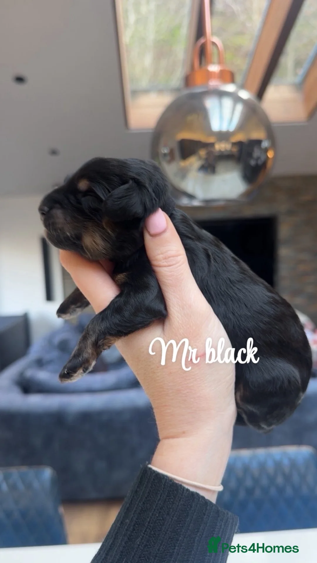 Bernedoodle dogs for sale: Merle, Black & Tan Mini Outstanding Bernedoodles - Advert 13
