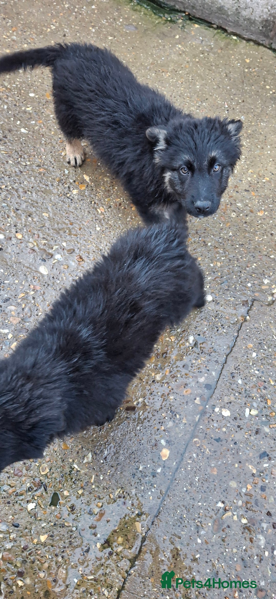 German Shepherd dogs for sale: For sale  - Image 7