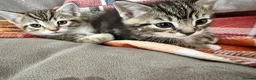 Mixed Breed cats for sale: beautiful kittens  in Slough - Advert 8