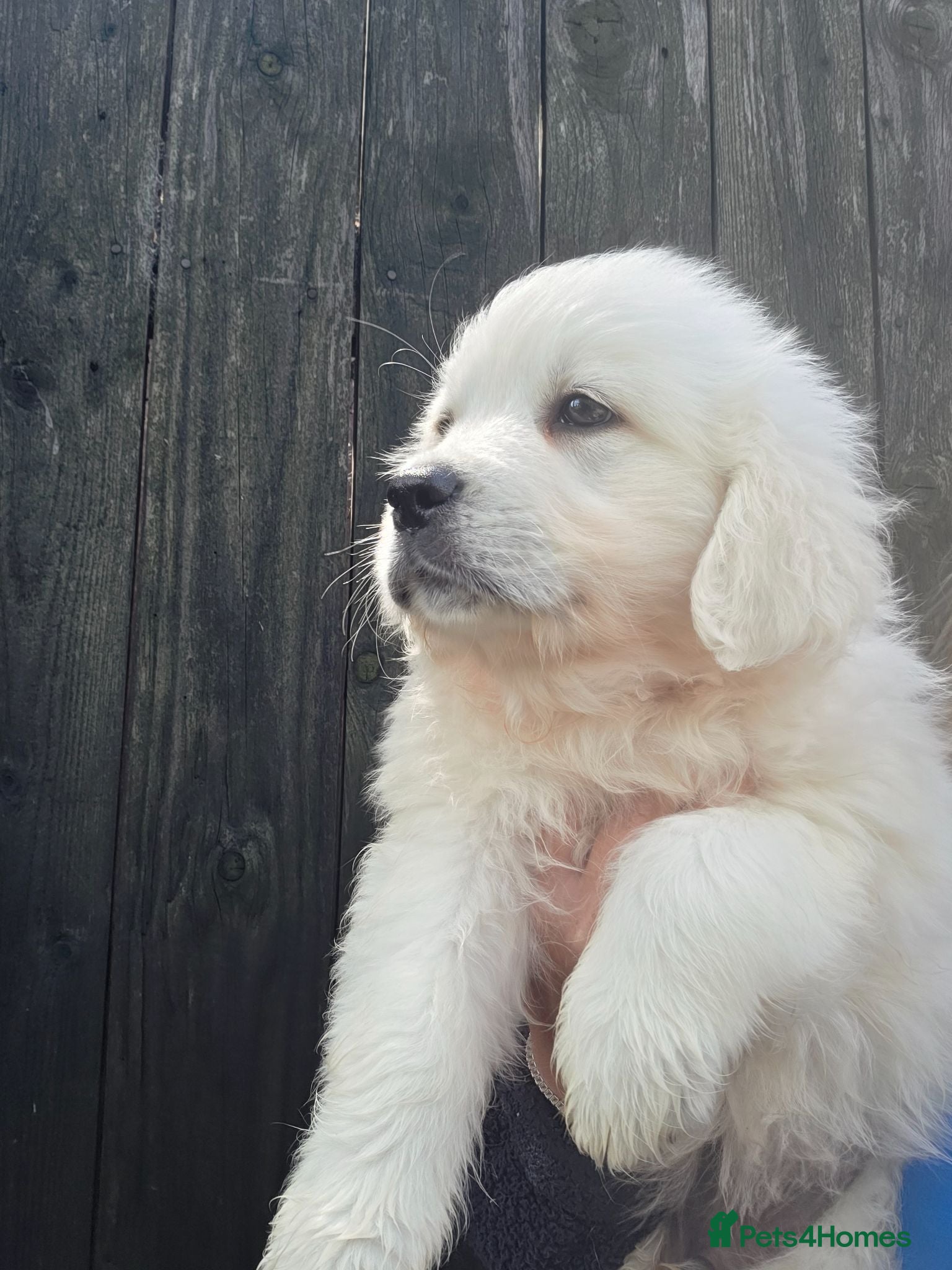 Golden Retriever dogs Extensively Health Tested English Cream Puppies - Advert 2