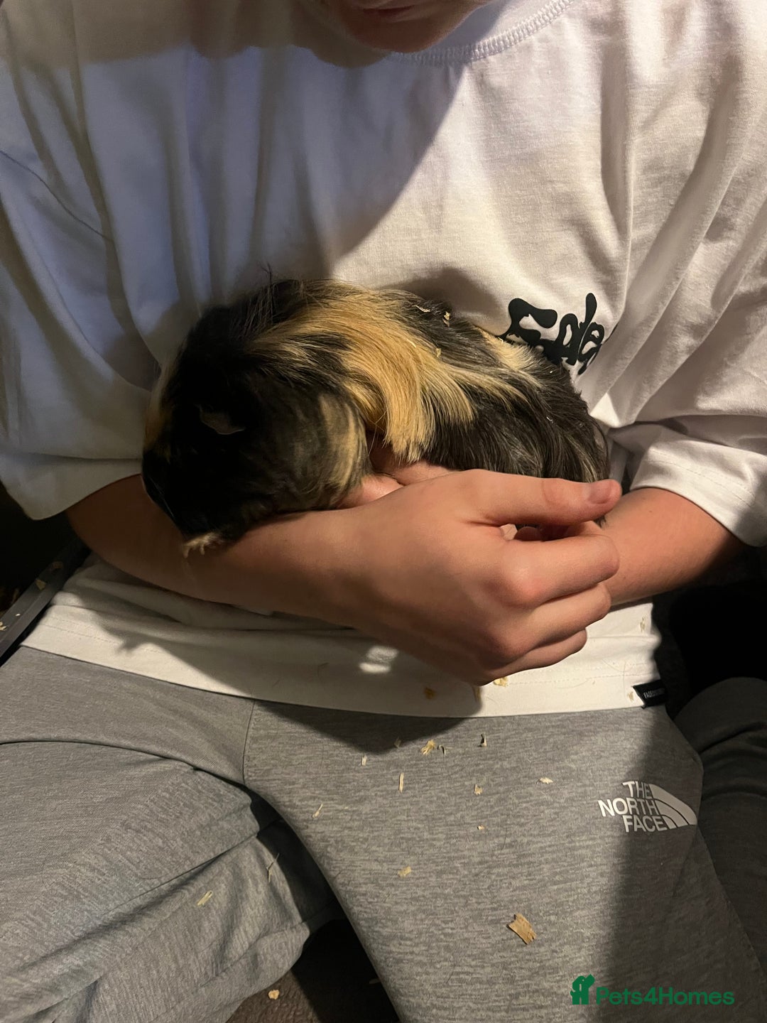 Guinea Pig rodents for sale: 2 male guinea pigs - Advert 1