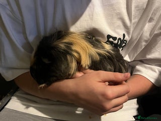 Guinea Pig rodents 2 male guinea pigs - Advert 1