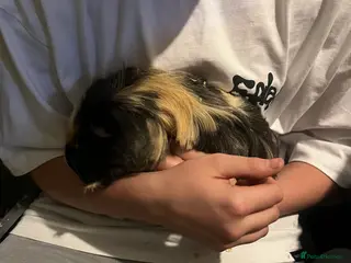 Guinea Pig rodents 2 male guinea pigs - Advert 22