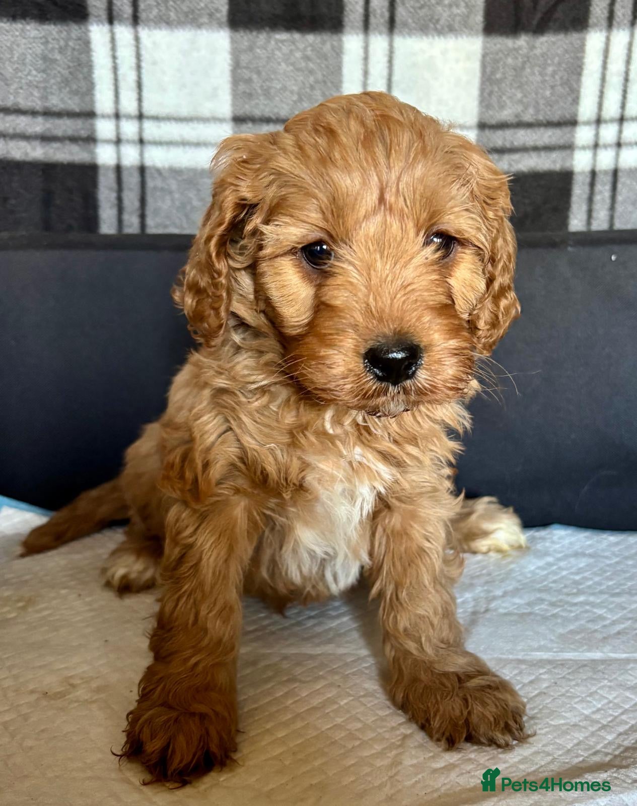 Cavapoo dogs Beautiful red cavapoos  - Advert 2