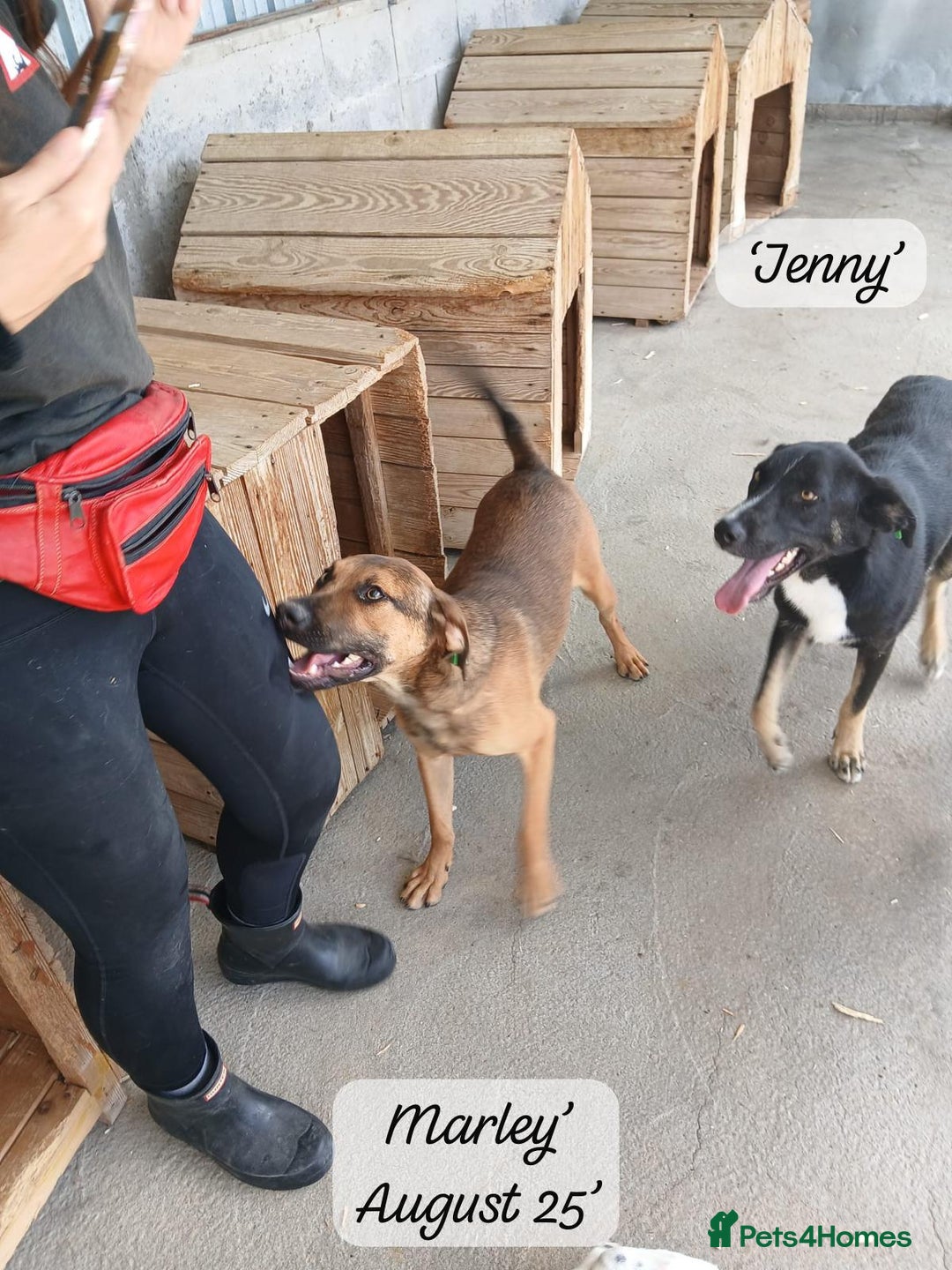 Mixed Breed dogs for adoption: Marley, approx 7 months. Available for adoption. - Image 4
