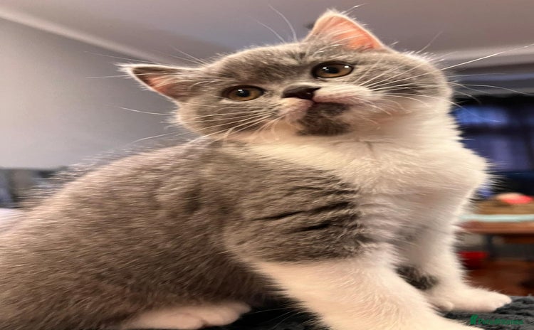 British Shorthair cats - Advert 10
