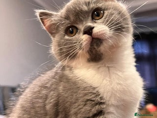 British Shorthair cats - Advert 31