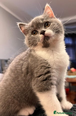 British Shorthair cats - Advert 10