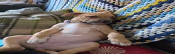 Staffordshire Bull Terrier dogs for sale: Waffles, Staffy puppy - please read  in Nottingham - Advert 1