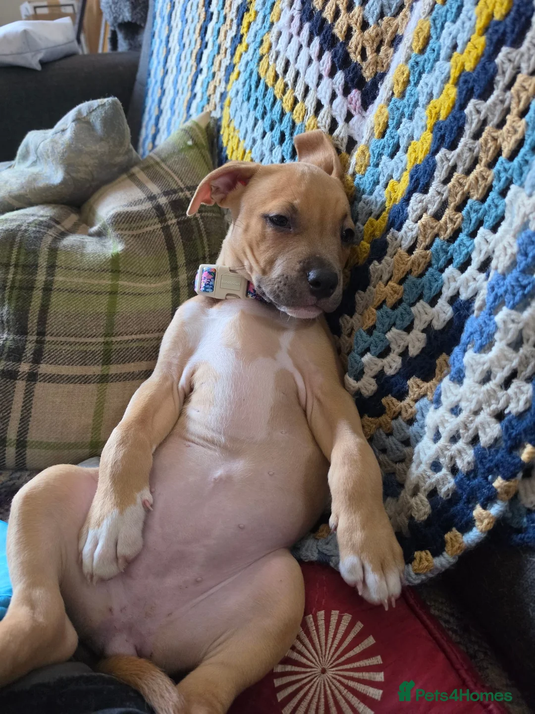Staffordshire Bull Terrier dogs for sale: Waffles, Staffy puppy - please read  in Nottingham - Advert 1