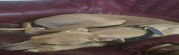 Mixed Breed dogs for sale: Gorgeous saluki greyhound.  - Advert 7
