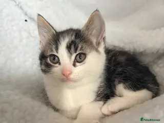 Mixed Breed cats Kittens - Advert 3