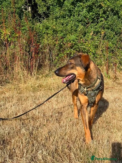 Mixed Breed dogs Sammy is waiting for a forever family - Advert 4