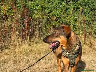 Mixed Breed dogs Sammy is waiting for a forever family - Advert 4