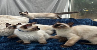 Ragdoll cats - Advert 13