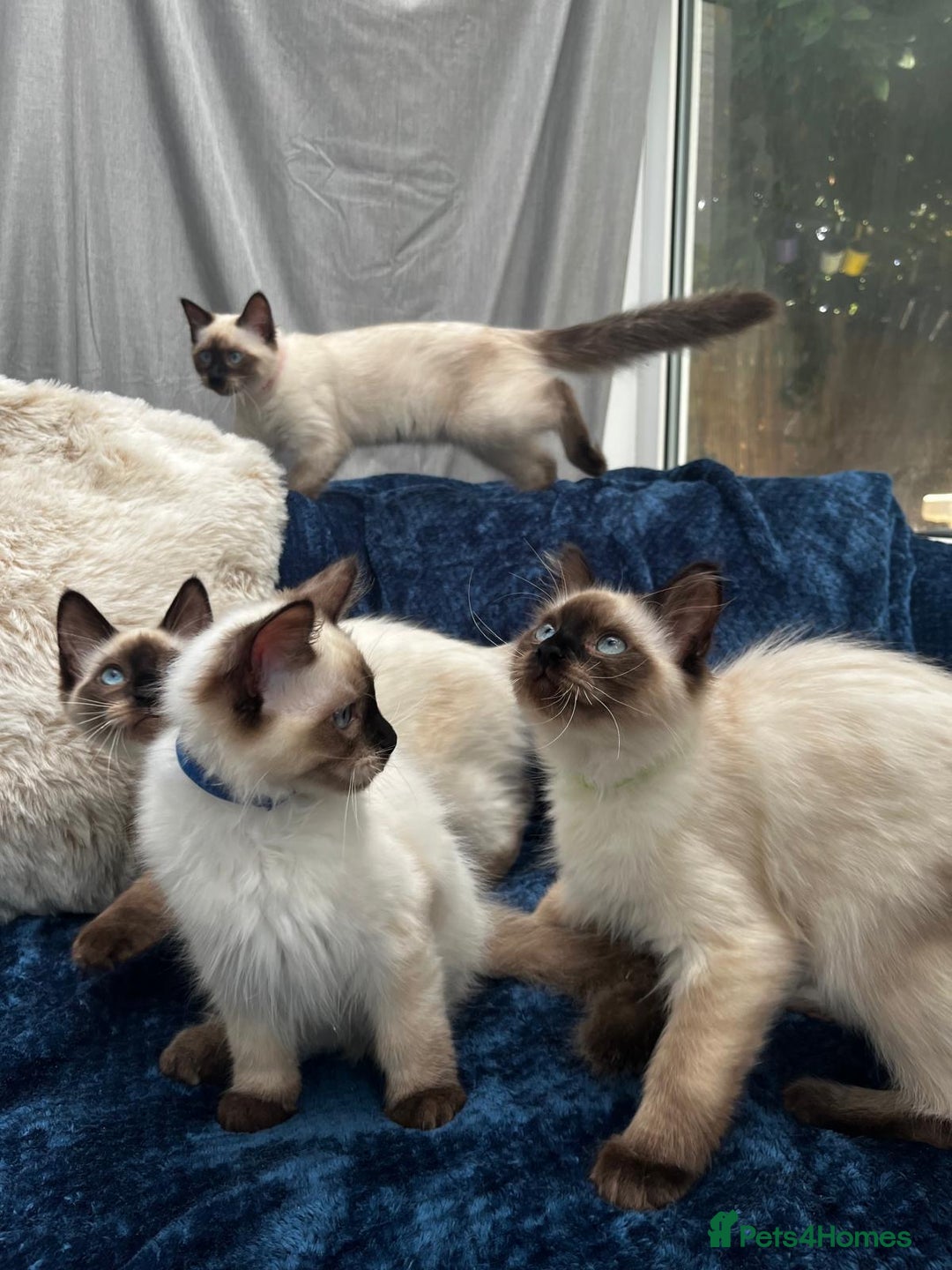 Ragdoll cats for sale: 4 Gorgeous Ragdoll Kittens **Ready to go now** - Image 3
