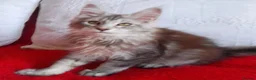 Maine Coon cats for sale: HCM/PKDef/SMA clear TICA silvers poly/non poly  - Advert 10