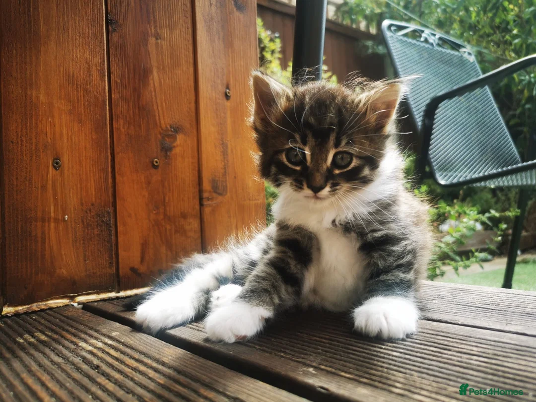 Ragdoll cats for sale: Half ragdoll kittens  in Cambridge - Advert 7