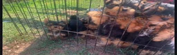 Yorkshire Terrier dogs for sale: Beautiful yorkshire terrier puppies - Advert 4