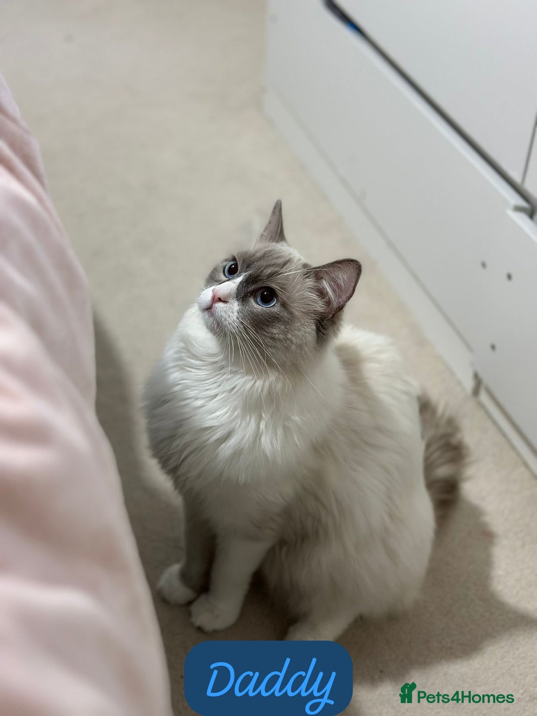 Ragdoll cats for sale: 📍1 FEMALE LEFT!🍼GCCF REGISTERED🐾 - Advert 22