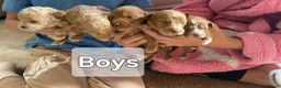 Cockapoo dogs for sale: 🐶 Adorable F1 Cockapoo Puppies for Sale! 🐶 - Advert 4