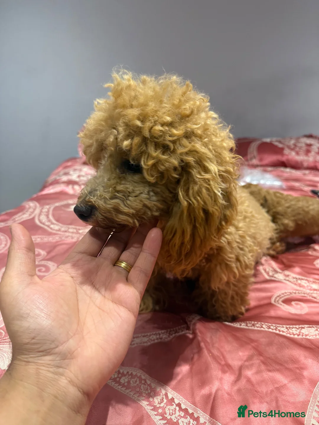 Maltipoo dogs for sale: Beautiful litter of Malti poo puppies - Advert 28