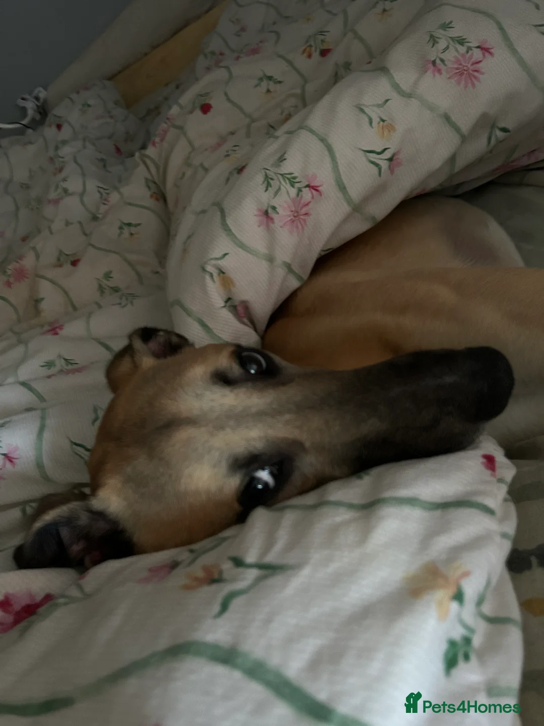 Greyhound dogs for sale: One Year Old Greyhound - Advert 8