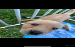 Labrador Retriever dogs for sale: male labrador boy ready for his forever home - Image 1