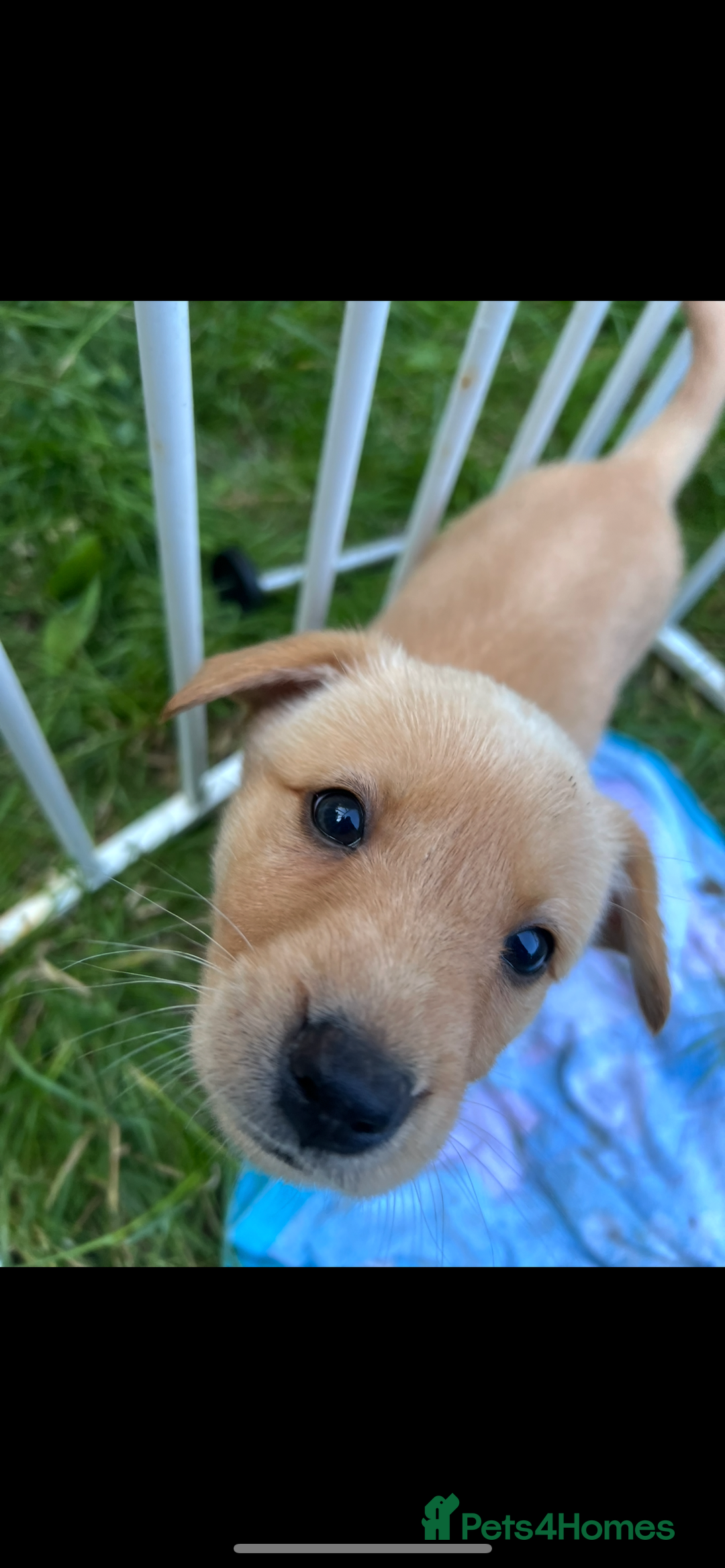 Labrador Retriever dogs for sale: male labrador boy ready for his forever home - Image 1