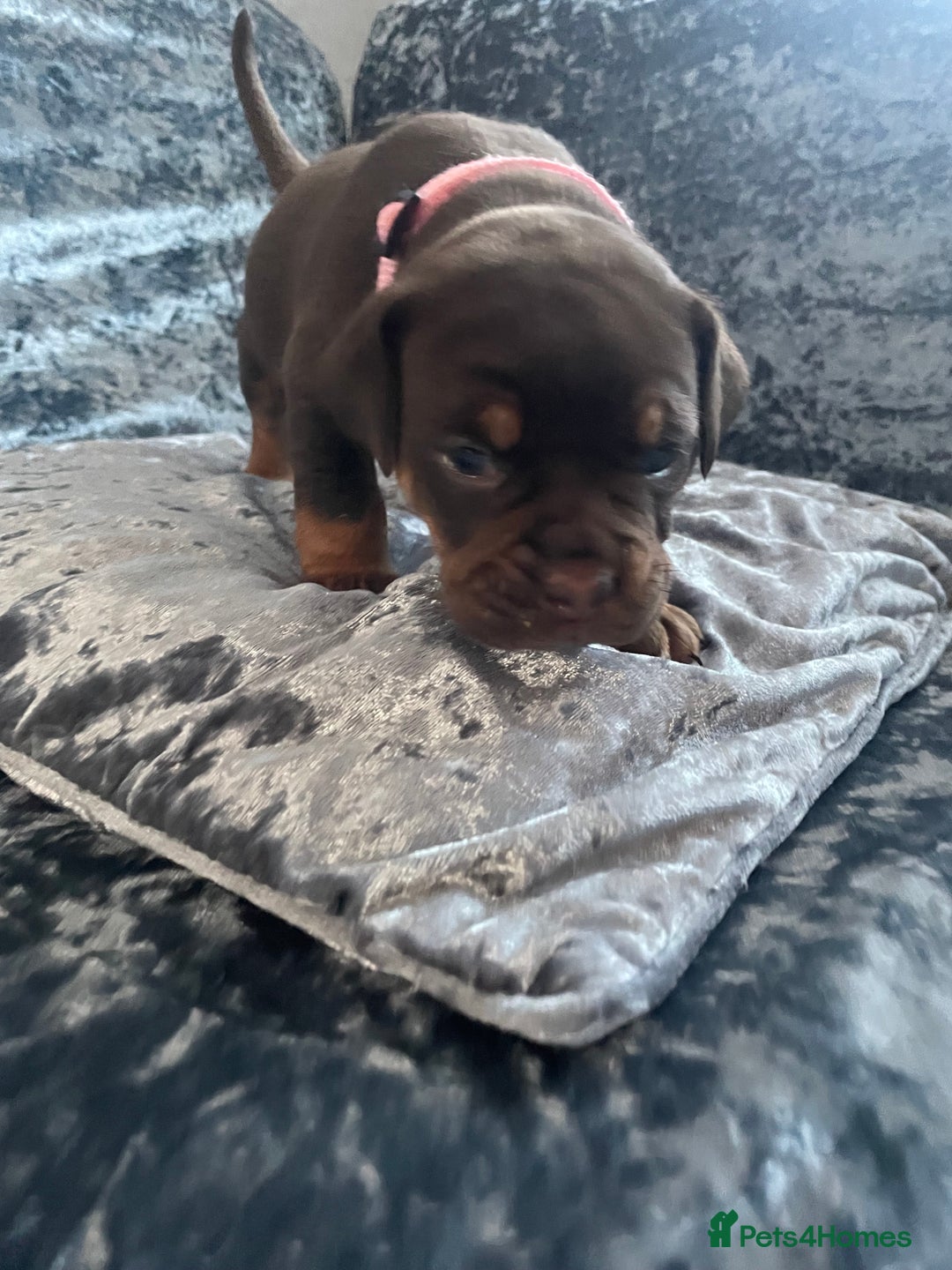 Olde English Bulldogge dogs for sale: NEBBR registered Olde English bulldogge puppies - Advert 13