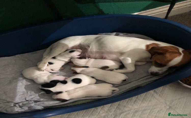 Jack Russell dogs - Advert 1