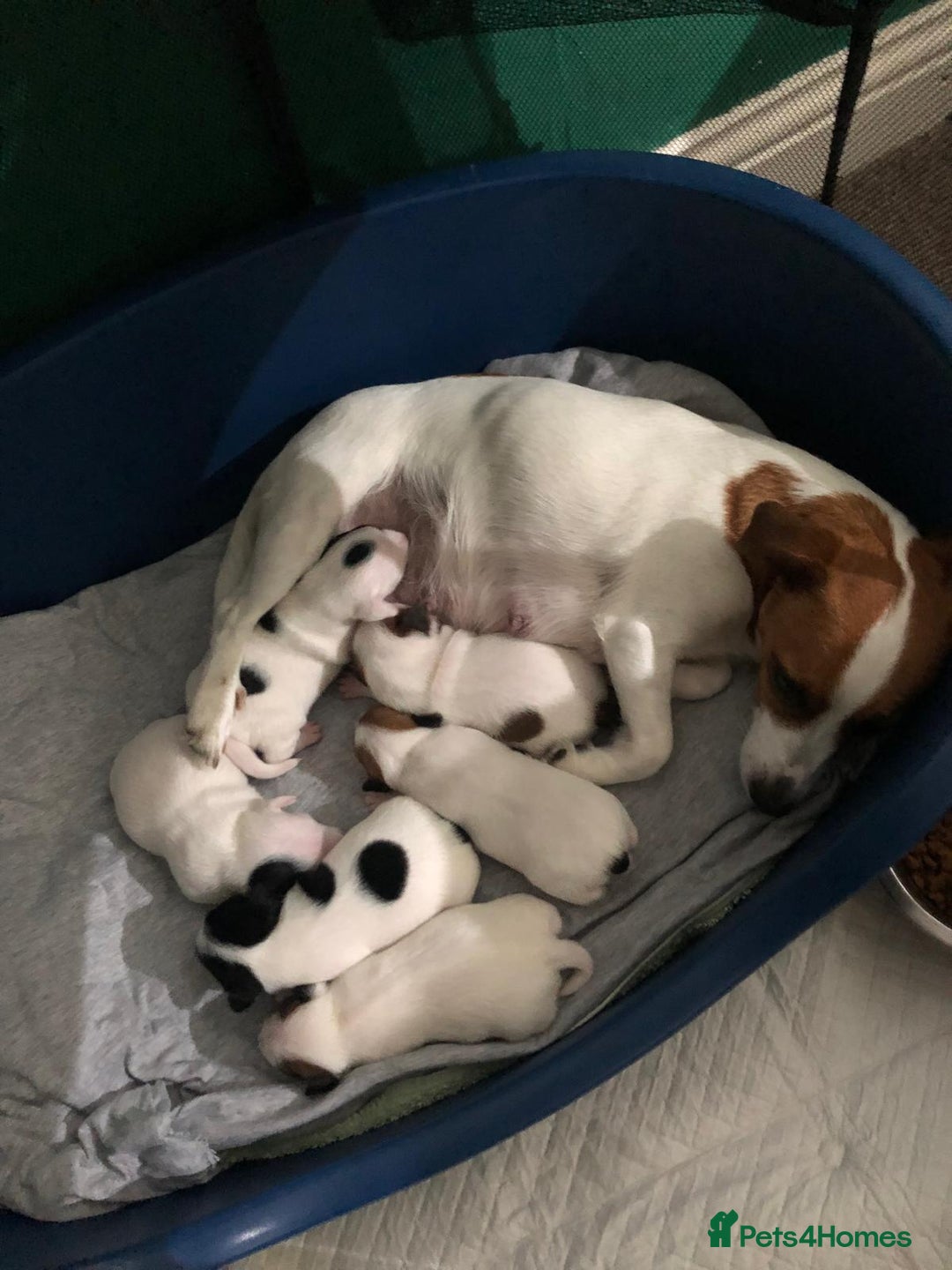 Jack Russell dogs for sale: Jack Russell Terriers - Image 1