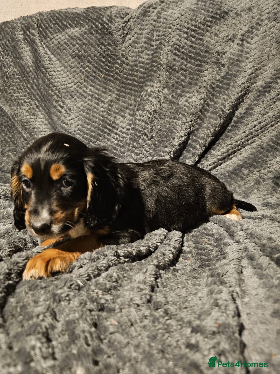 Cocker Spaniel dogs for sale: Cocker spaniels puppy's  - Advert 29