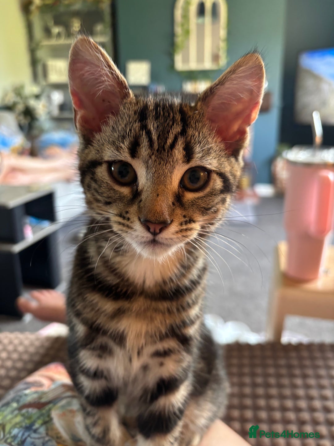 Mixed Breed cats for sale: 2 beautiful female kittens - Image 5