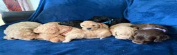 Cockapoo dogs for sale: Beautiful Litter Of Cockapoo Puppies in Colchester - Advert 6