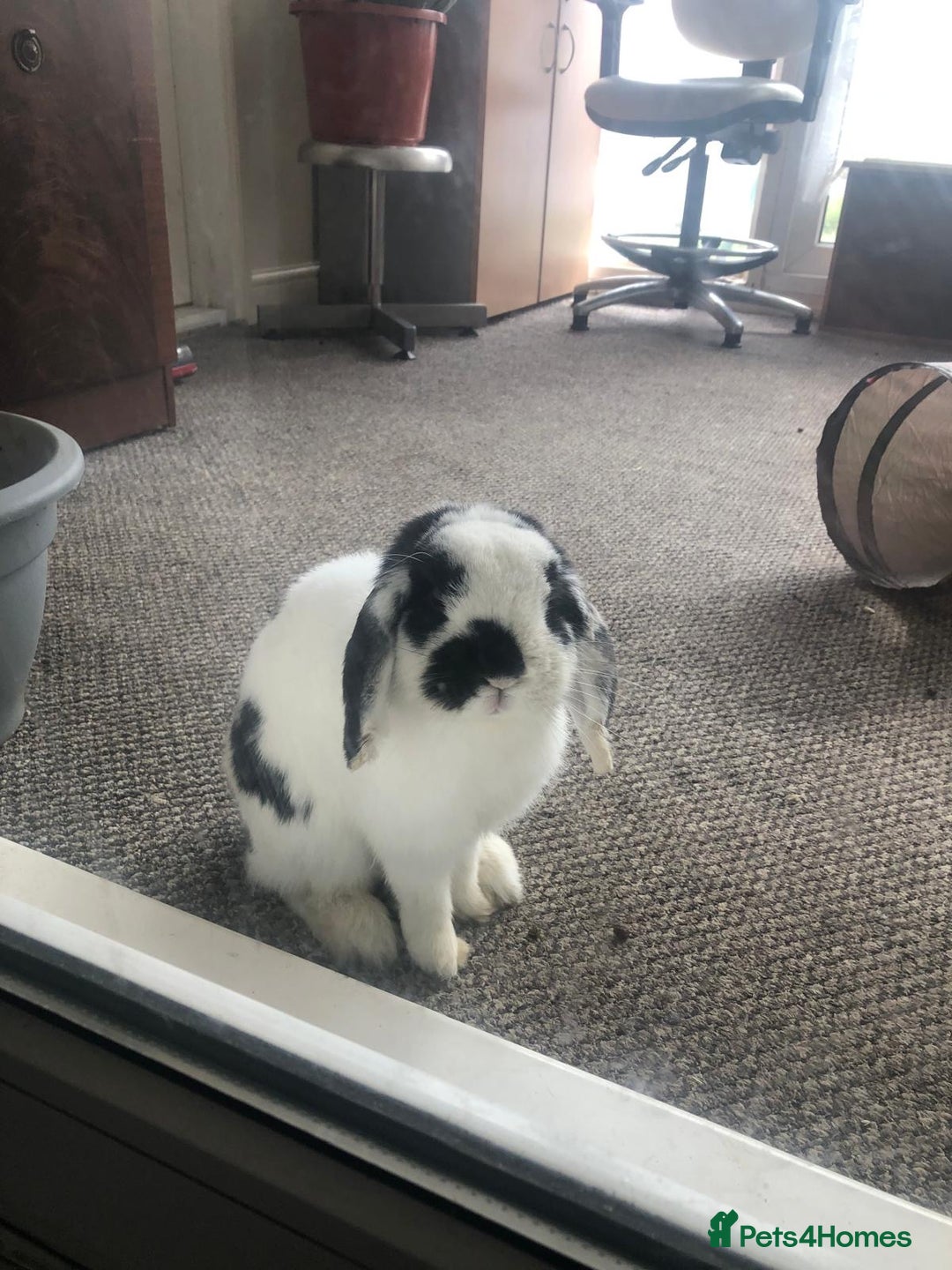 Mini Lop rabbits for sale: Mini Lop Rabbit  - Image 5