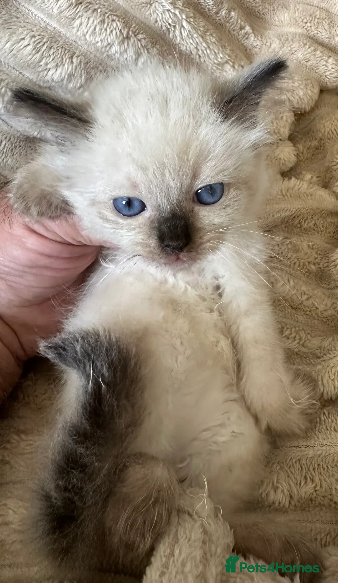 Ragdoll cats for sale: Ragdoll Babys  - Image 4