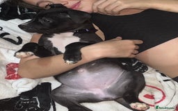 American Bull Staffy dogs for sale: 2 Female American bull x staff puppies left - Image 20